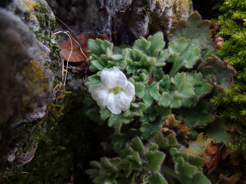 Saxifraga petraea / Sassifraga dei muri